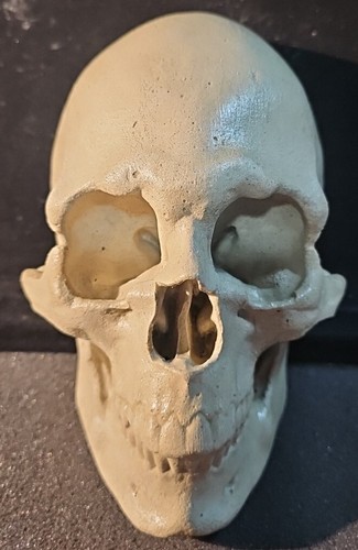 Concrete human skull tile - concrete,