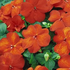 50 Impatiens seeds impatiens sun and shade Harley Orange