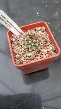 Mammillaria karwinskiana SB