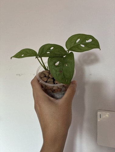 Monstera andasonii swiss - andasonii, (swiss