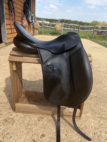 Kieffer lusitano dressage - lusitano,