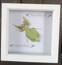 Taxidermy Real Framed Leaf Insect In White Wooden & Glass Frame/entomology New