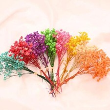 Dried Babys Breath Cotton Flowers For Decor Natural Fresh Mini Blooms