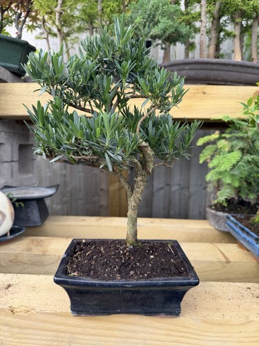 Pine bonsai tree potted - pine,