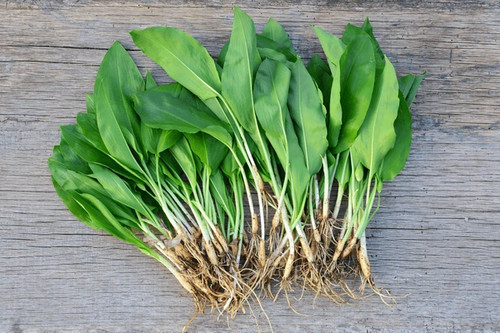 Wild garlic ramson freshly - garlic/ramson,