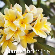 Plumeria AZTEC GOLD Cutting & Plant - Frangipani Pomelia Tropical Scented bloom