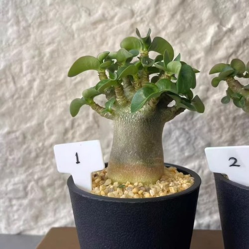 6cm succulent cactus plant - succulent,