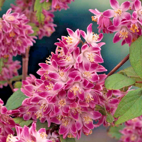 Deutzia strawberry field - strawberry,