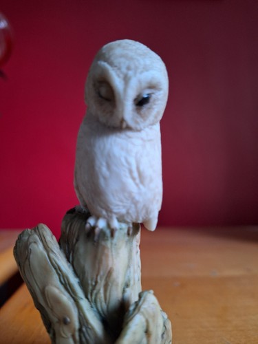 Teviotdale little owlet - teviotdale,