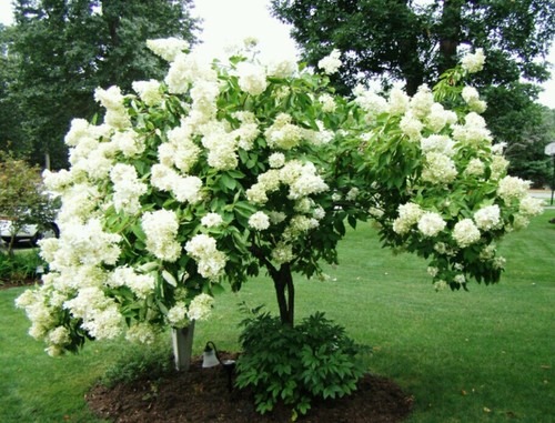 Tree hydrangea hardy fast - tree, hydrangea!