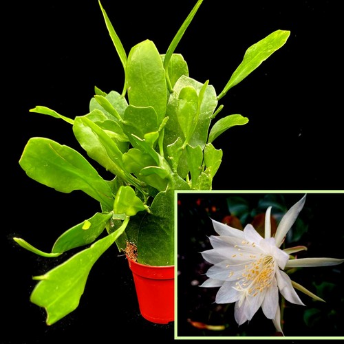 Epiphyllum pumilum princess - epiphyllum,
