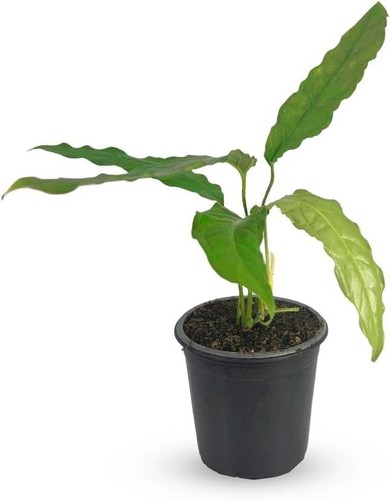 Monstera amazonica swiss - monstera,