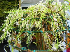 LARGE 9ft-10ft  Wisteria
