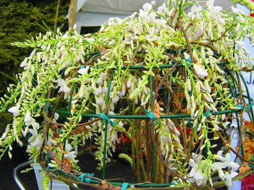 Large 9ft 10ft wisteria - large,