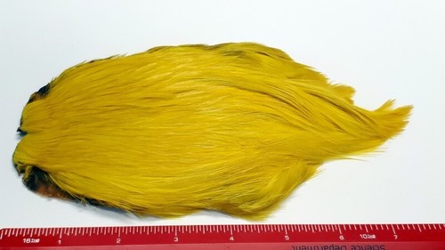 Dyed yellow indian cock - dyed,
