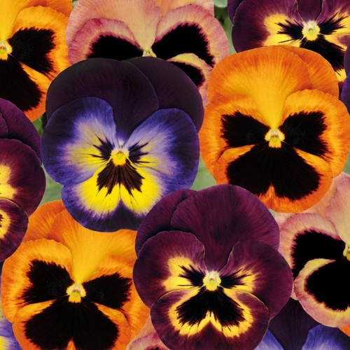 Pansy mini plug - , plants