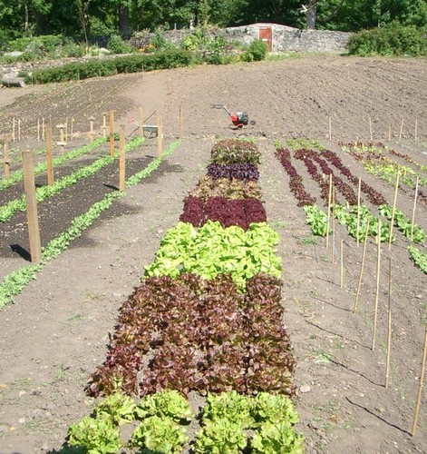 Photo 6x4 lettuces with - photo,