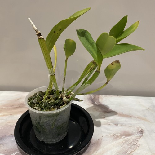 Cattleya nid orchid plant - plant, fs