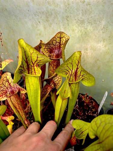 Sarracenia catesbaei - sarracenia,