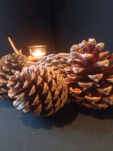 Large pine cones - cones, for
