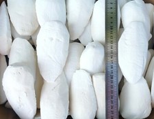 Cuttlefish Bone 0.5 KG Sepia Cuttle Fish Birds Reptiles Tortoise Snails