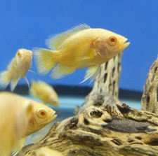 Lemon Oscar 2 To 2.5 Inch 2