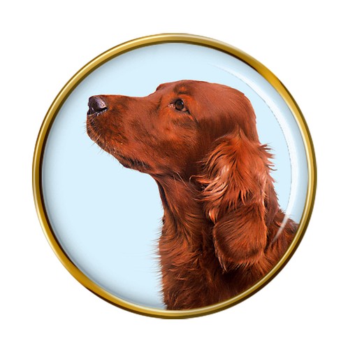 Irish red setter - red, dog