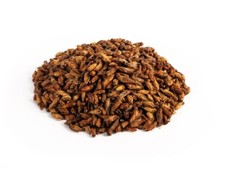 Crunchy Critters edible insects bugs half a pint of crickets - 57g