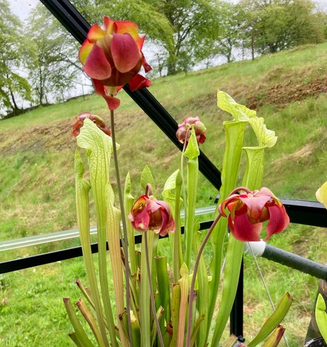 Seeds from sarracenia - 20+,