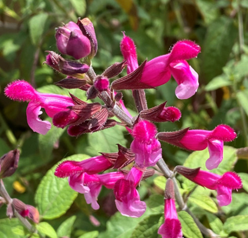 Salvia pink mulberry - pink,