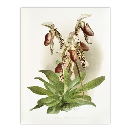 Frederick sander cypripedium - sander,