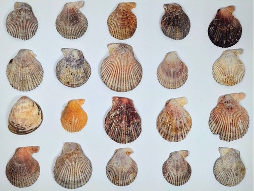South coast scallop shells - south,