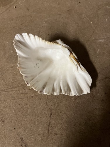 Super natural clam shell - natural,