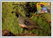 #3293d Sonoran Desert Gambel