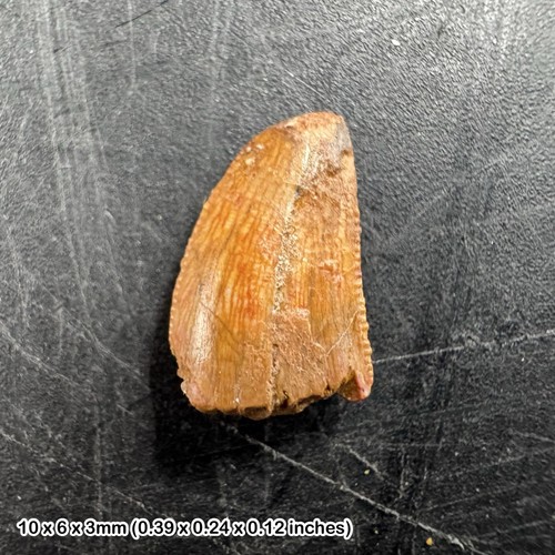 Genuine raptor dinosaur tooth - genuine,