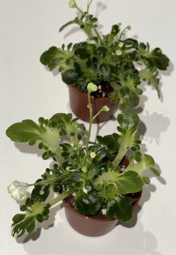 Rare african violet - rare,