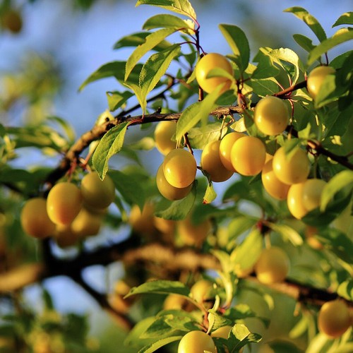 Plum mirabelle nancy 5ft - plum, 4-5ft