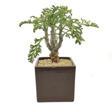 8CM Succulent Cactus Plant