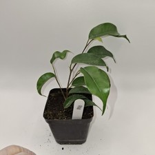 Ficus Benjamina Rooted Cutting