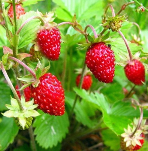 Seeds organic alexandria - 🍓seeds,,