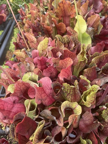 Sarracenia purpurea seed - sarracenia,
