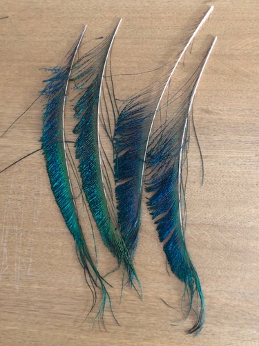 Peacock sword tails per - tails,