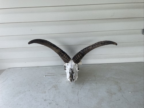 Horned jacob sheep ram - sheep, goat