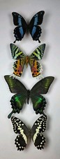 Real Butterfly/Moth Collection x 4 A-/A2 Specimens. Wings Spread. Entomology.