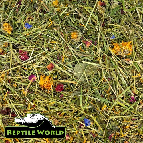 Reptile world tortoise - world, edible