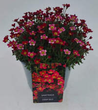 x1 Saxifraga Red - 19cm/3Litre