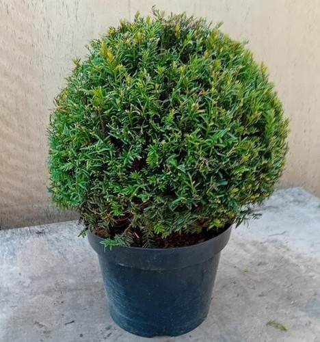 Taxus baccata - (english, yew)