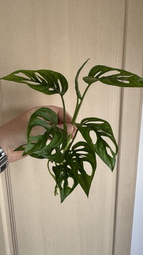 Monstera adansonii swiss - adansonii,