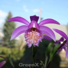 Tibetan Orchid - Pleione formosana