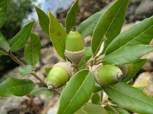 Evergreen oak tree - oak,